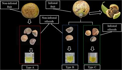 Comprehensive lipidomics analysis reveals the changes in lipid profile of <mark class="highlighted">camellia</mark> oil affected by insect damage